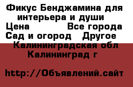 Фикус Бенджамина для интерьера и души › Цена ­ 2 900 - Все города Сад и огород » Другое   . Калининградская обл.,Калининград г.